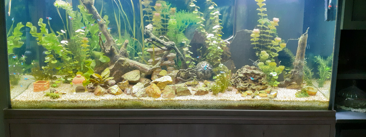 aquarium Excalibur
