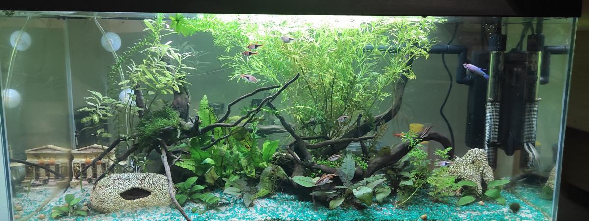 aquarium Combattant