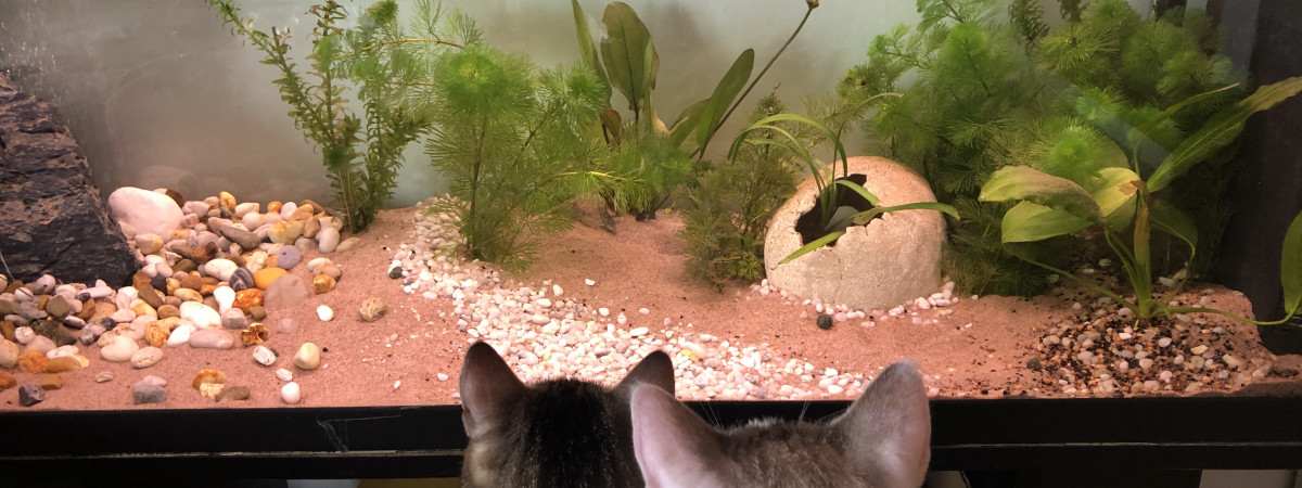 aquarium Bocalou
