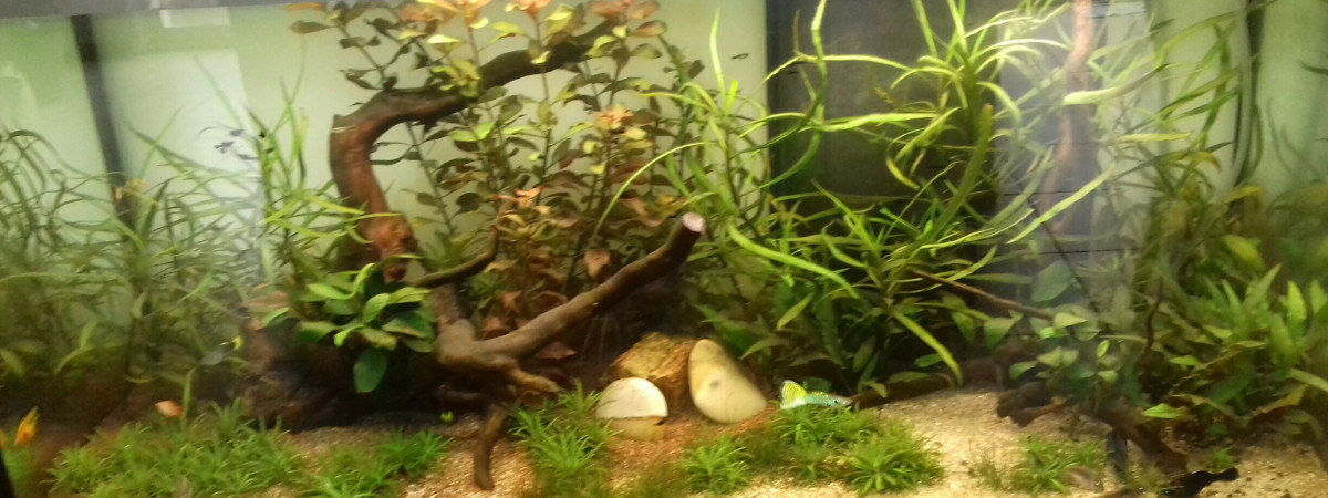 aquarium amazonien