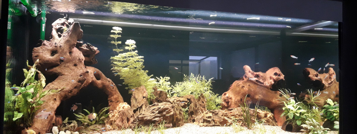 aquarium Salon