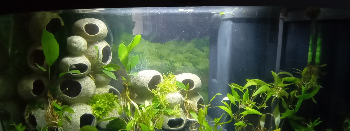 aquarium Anna