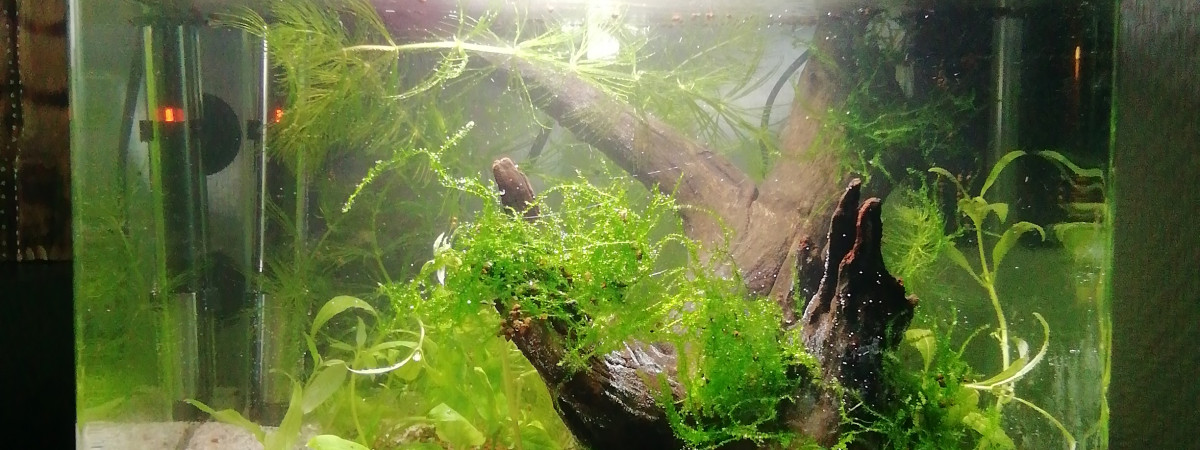 aquarium Total Asiatique