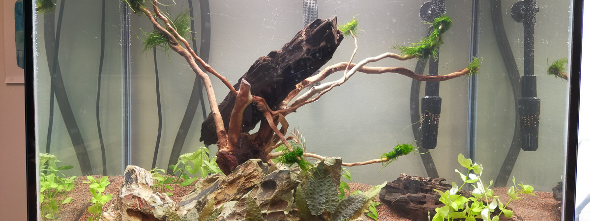 aquarium Projet 1  Lido 120l