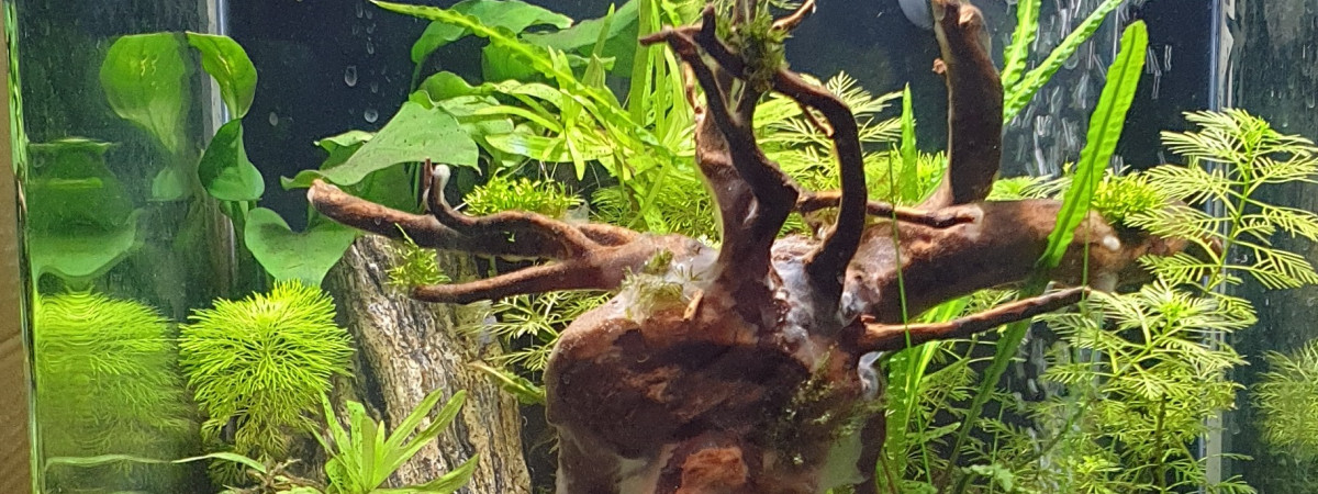 aquarium 3B Betta Spendens et Aspidoras