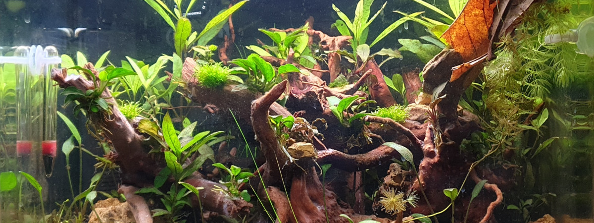 aquarium 7A 43 L Crevettes