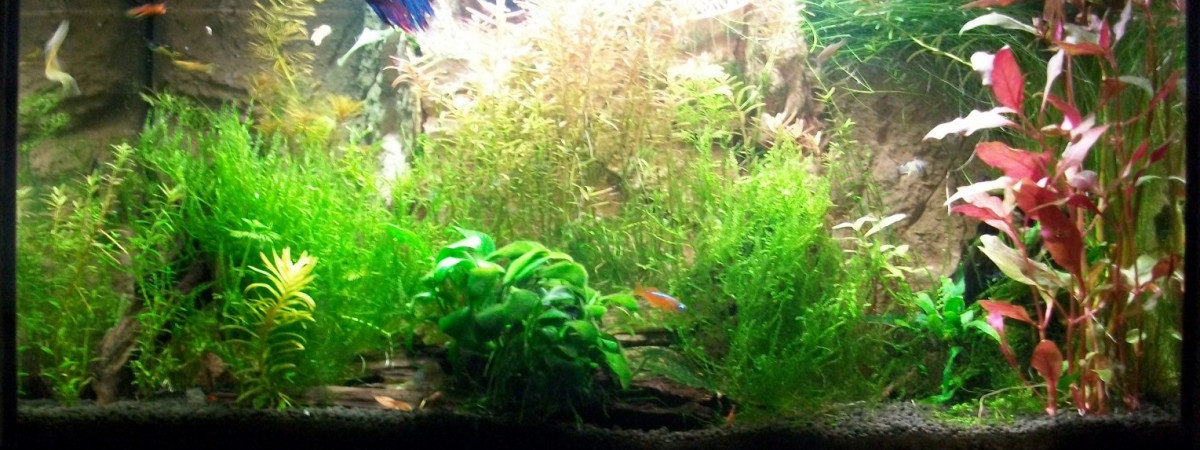 aquarium 60 litres