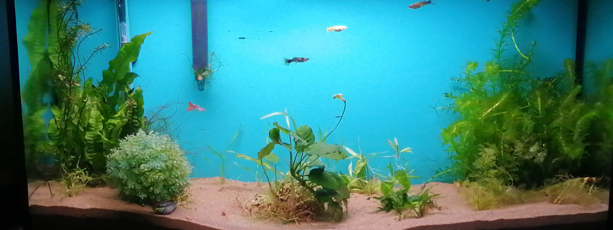 aquarium 30 gallons