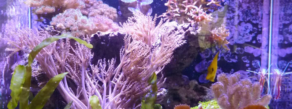 aquarium Nano
