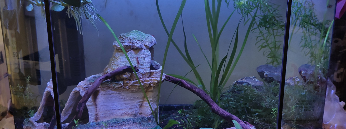 aquarium 30l