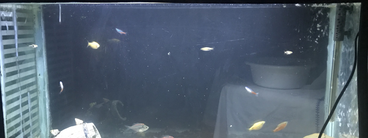 aquarium Mon aquarium