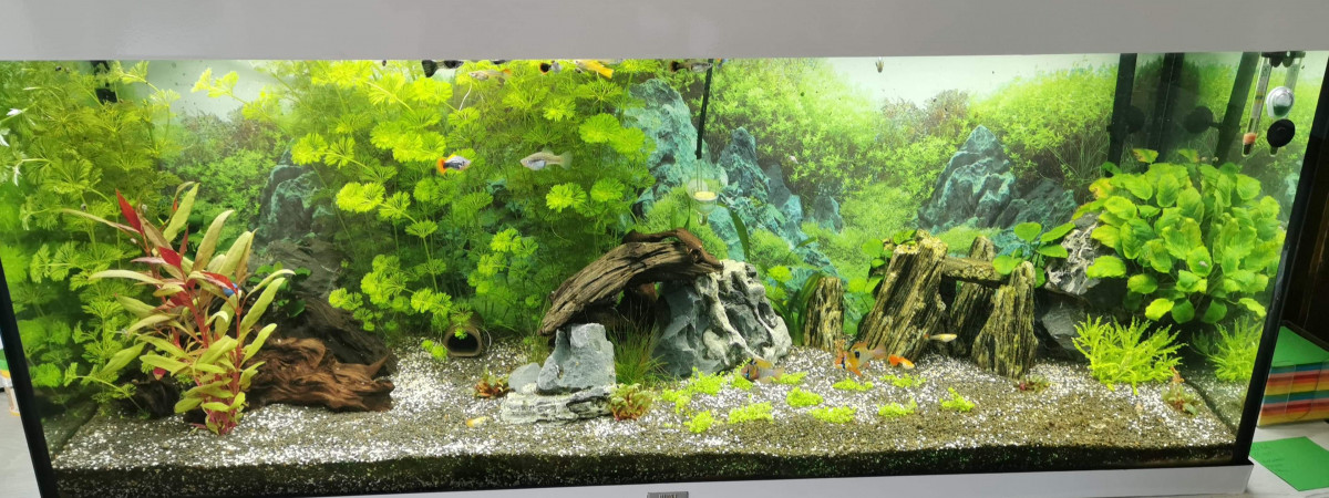 aquarium Eau chaude