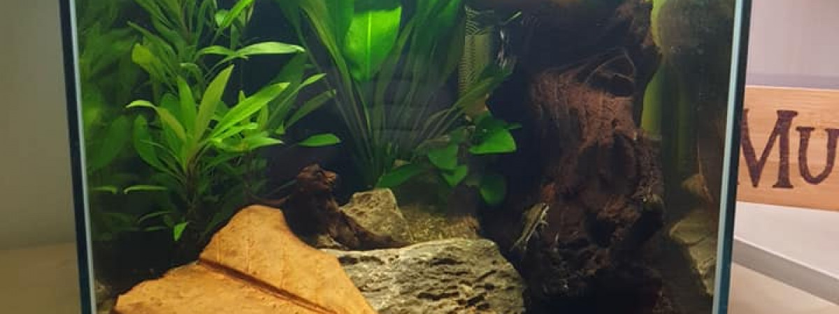 aquarium 30L Betta