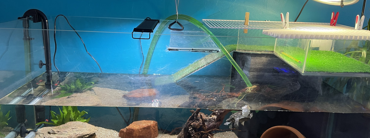 aquarium Bubulle
