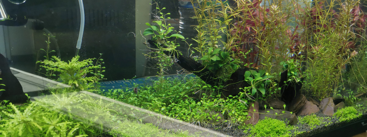 aquarium Shubu