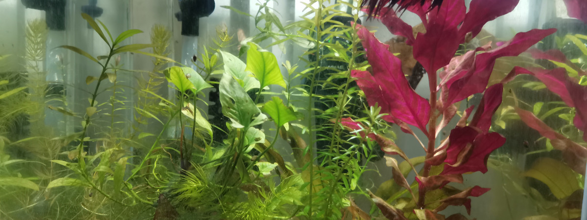 aquarium Bêta