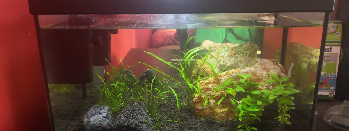 aquarium Aquarium eau douce 18l