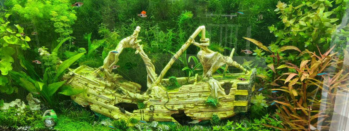 aquarium Mon aquarium