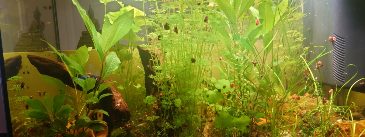 aquarium Kestufela   140 L
