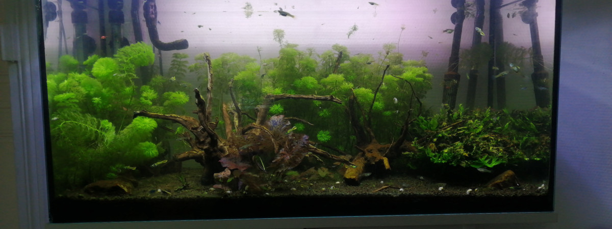 aquarium Principale
