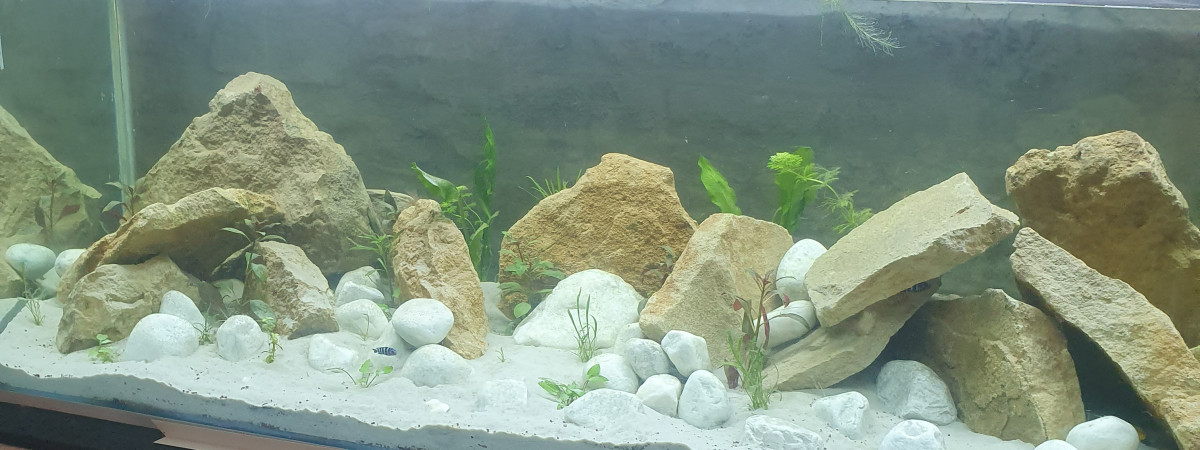 aquarium Malawi