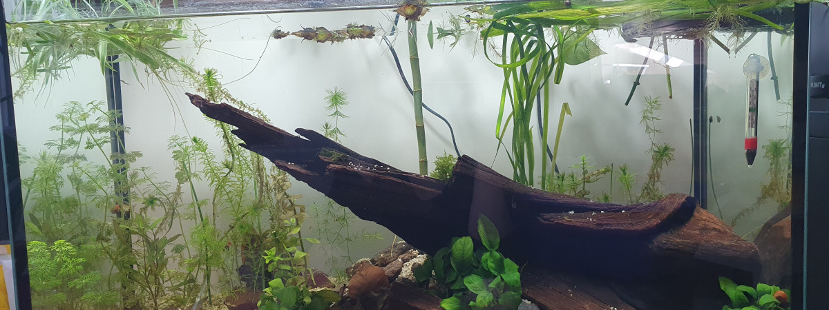 aquarium Low tech 110