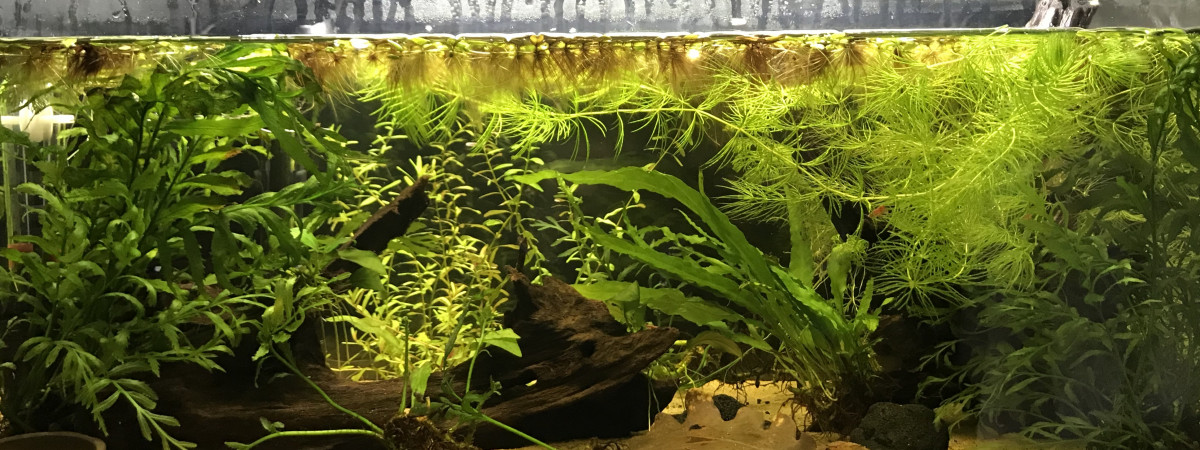 aquarium Asiatique 54l
