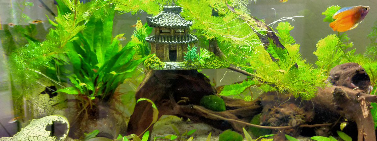 aquarium Asia