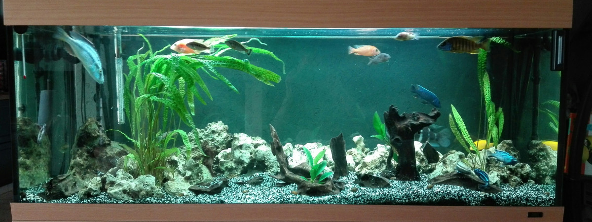 aquarium Cichlidés