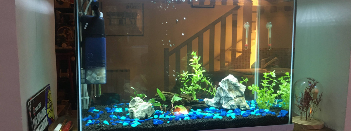 aquarium Nautilus