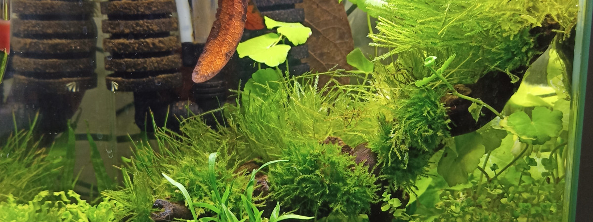 aquarium Sakura red