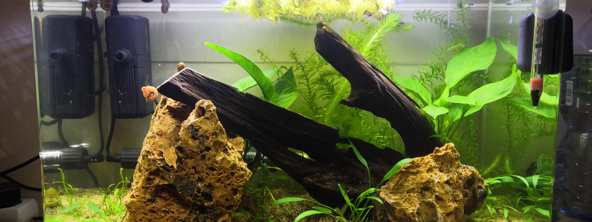 aquarium Betta splendens