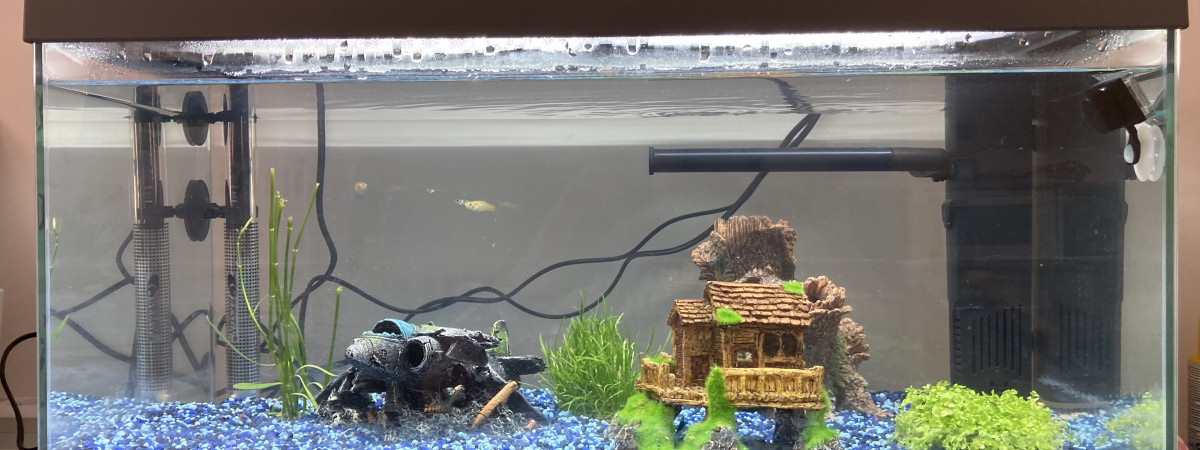 aquarium Maison