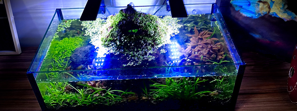 aquarium Betta tank 20L