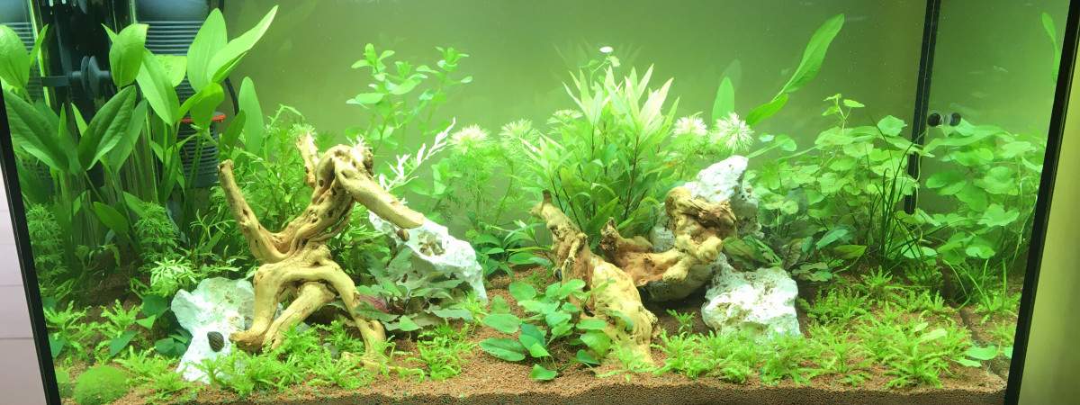aquarium Biotope eau douce