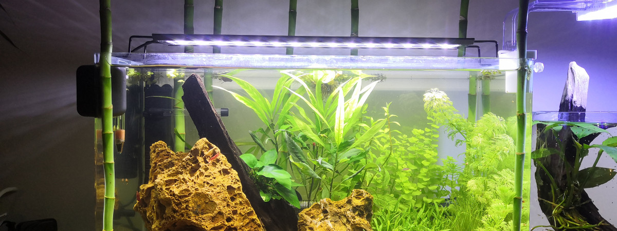 aquarium Crevette Red cherry Red fire rasbora moustique