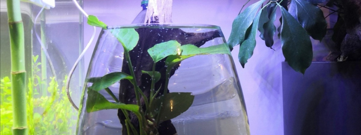 aquarium Daphnie