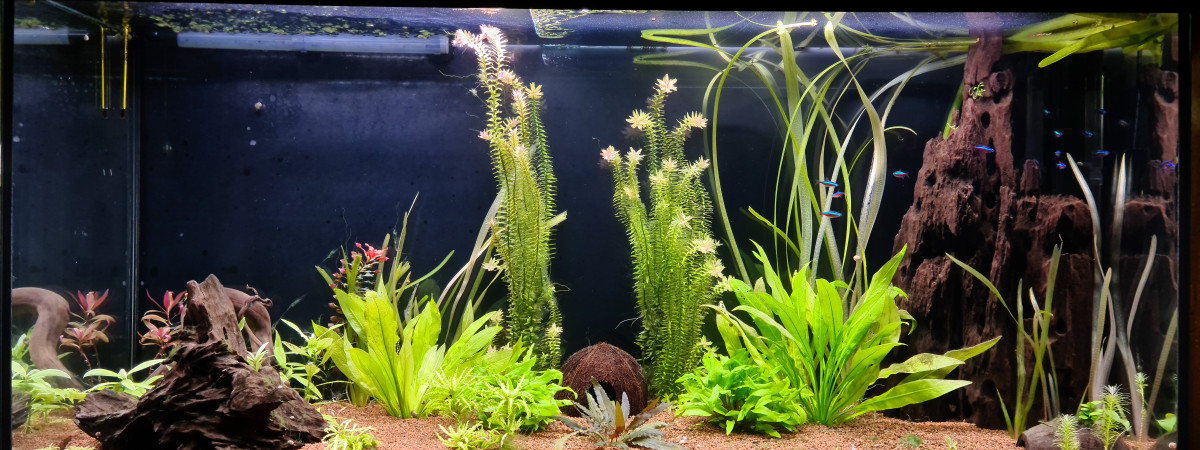 aquarium The First