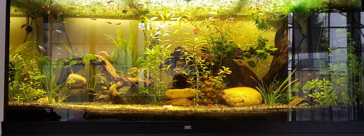 aquarium KITJUNGA