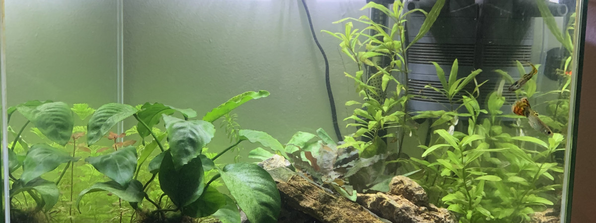 aquarium Cube 54L