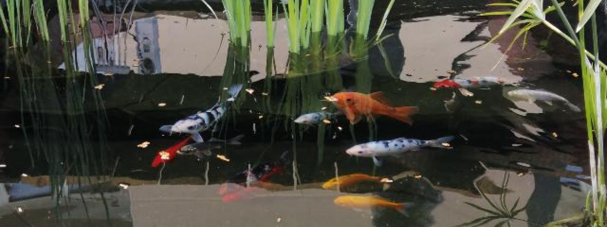 aquarium Bassin