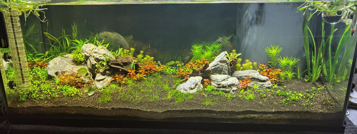 aquarium communautaire en creation