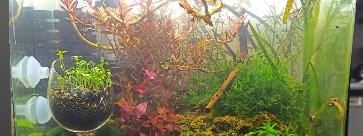 aquarium Green and Gold