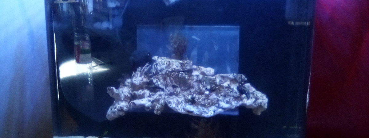aquarium Recifal
