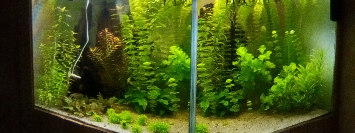aquarium Amazonien