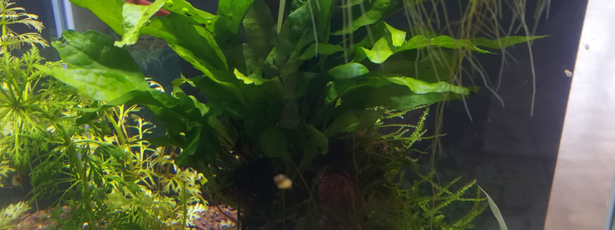 aquarium Aqua 2
