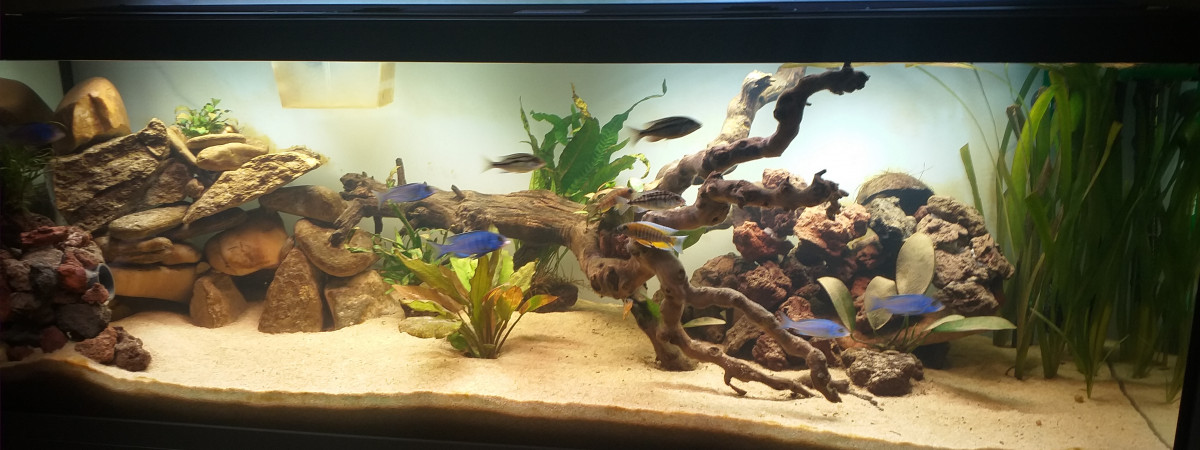 aquarium Malawi