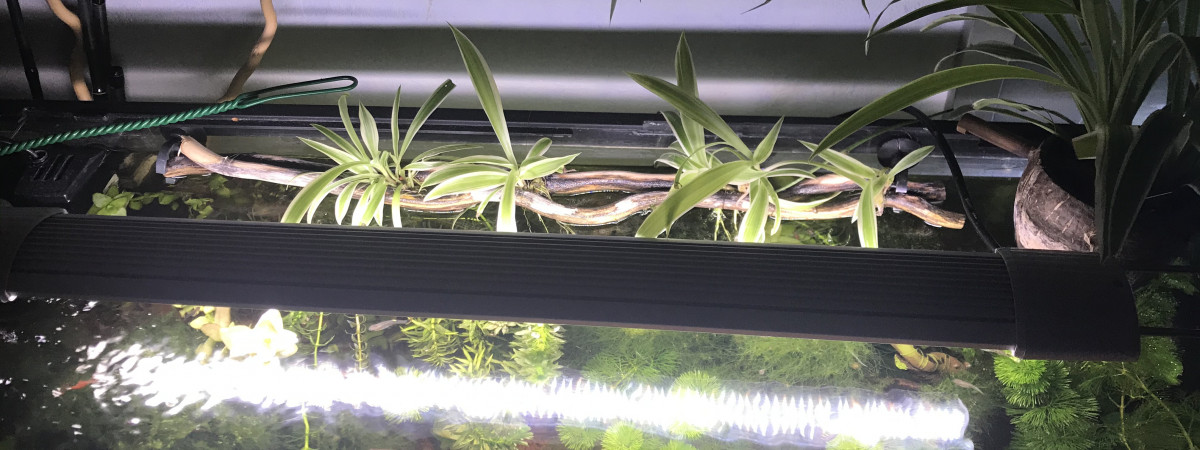 aquarium 80L