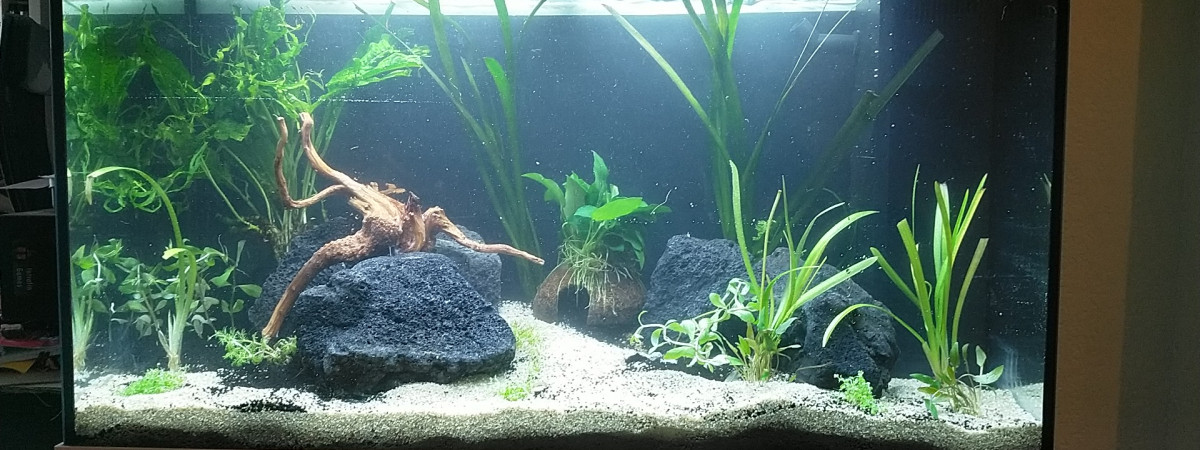 aquarium 125 L