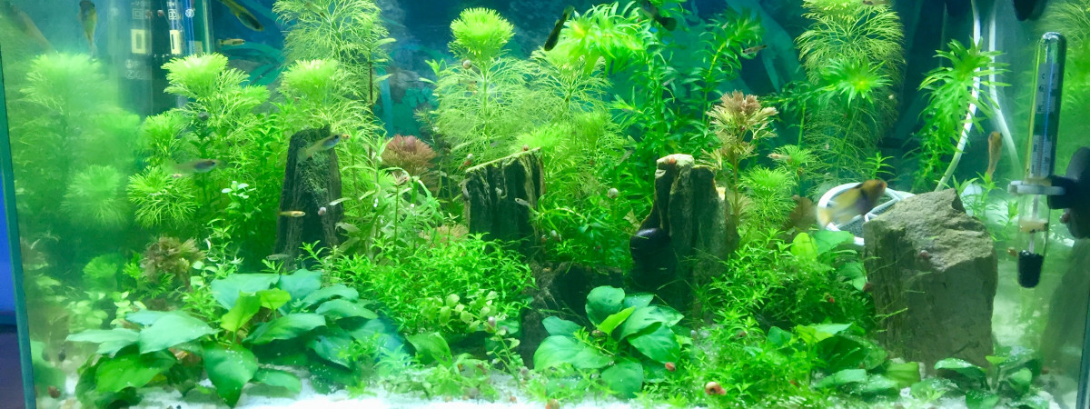 aquarium Atelier